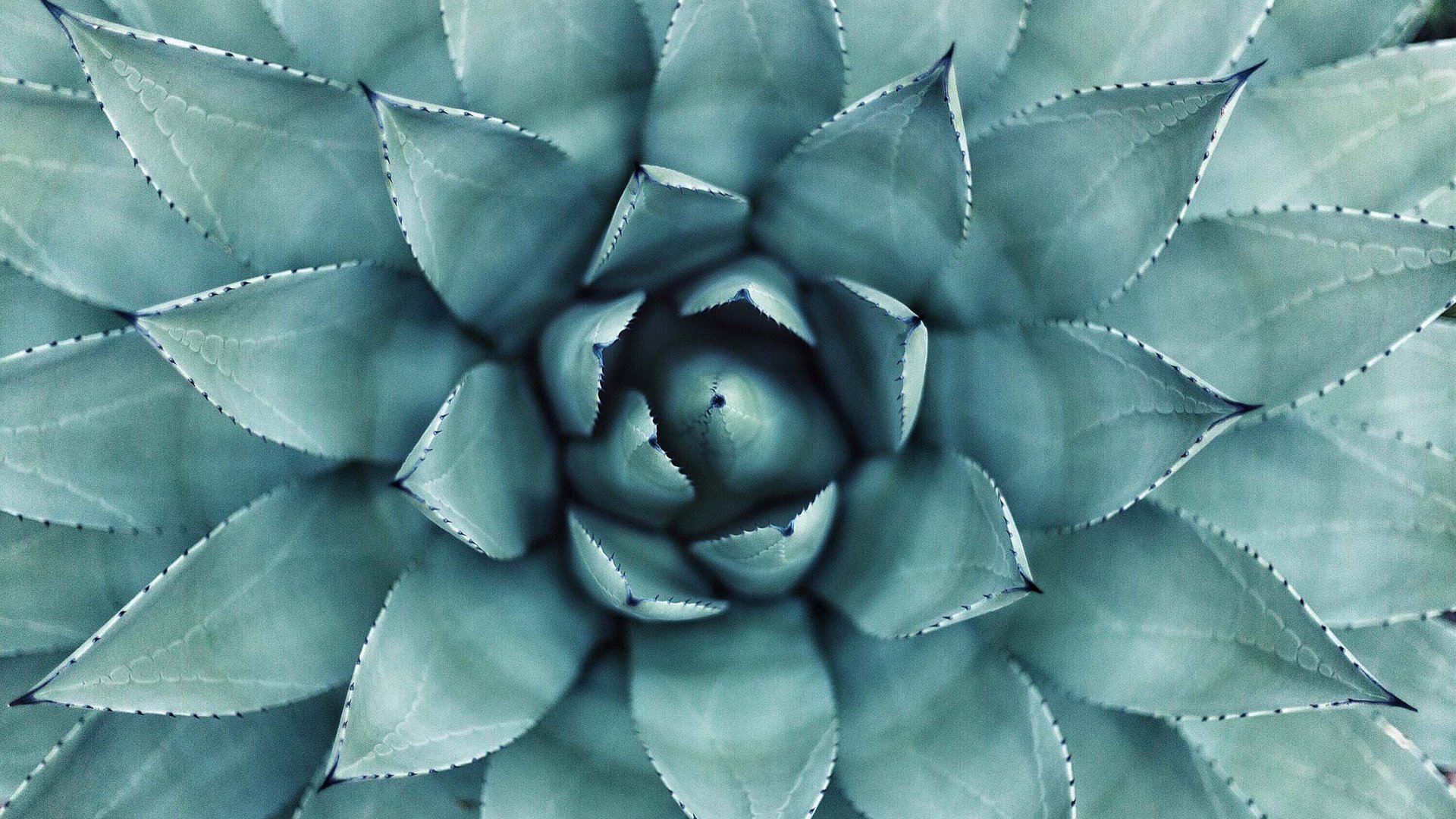 Hotel with sauna in Bavaria: Zeller’s Quartier Close-up of a blue agave plant with pointed leaves