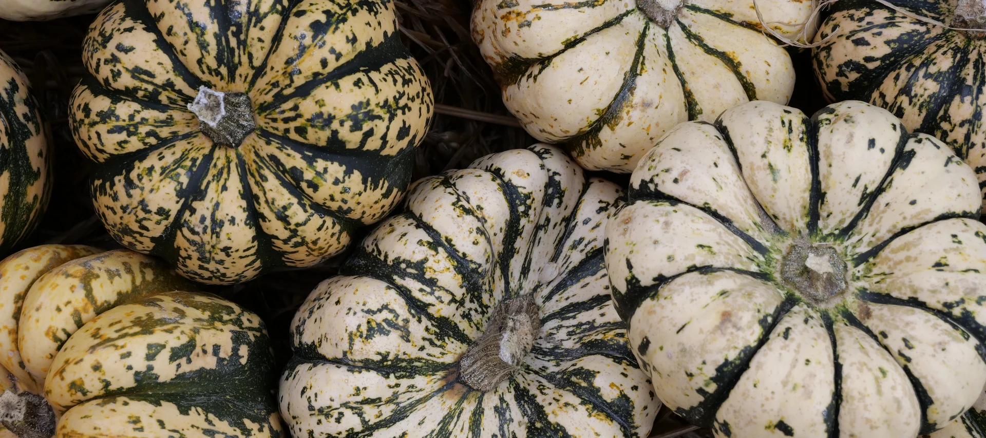 Herbstgenuss im Cervus Kürbis