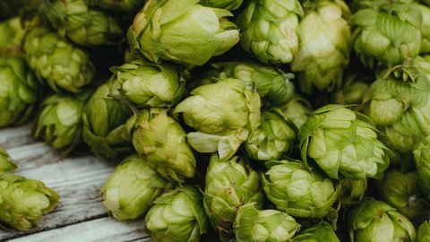 Frische grüne Hopfenzapfen auf Holzoberfläche
