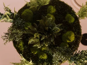 Dekorative grüne Deckendekoration mit Pflanzen Runde Pflanzendekoration mit verschiedenen grünen Pflanzen und Moos im Restaurant Cervus.