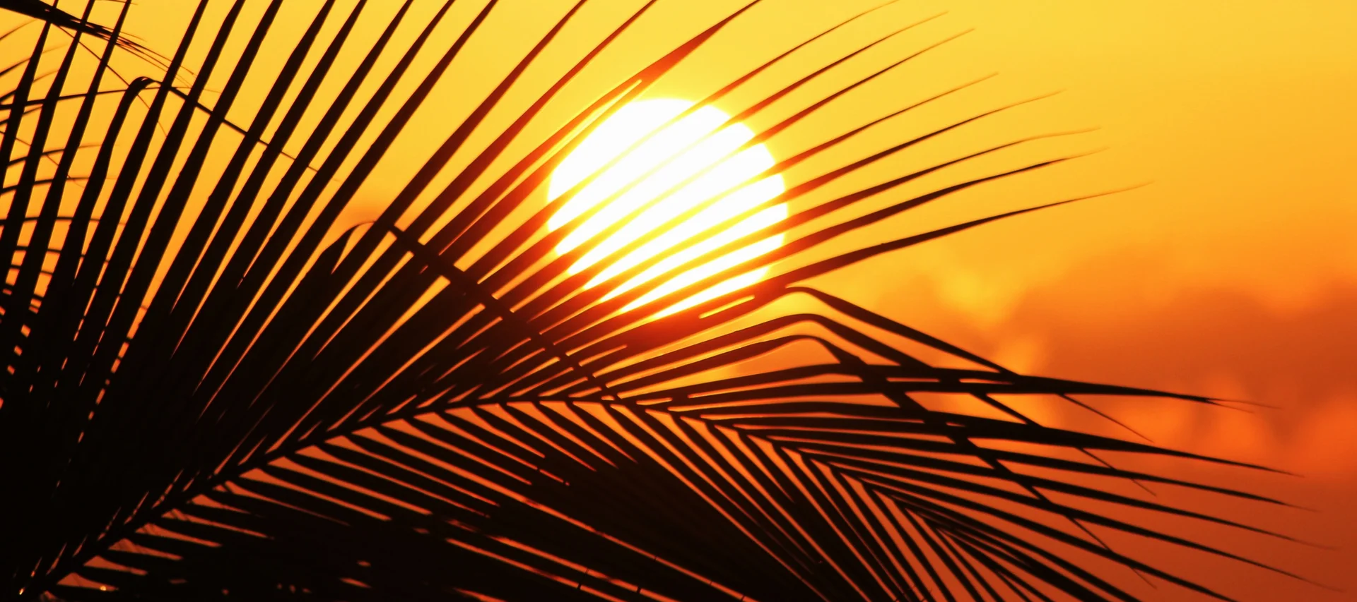 Palm in the sun Palm in the sun