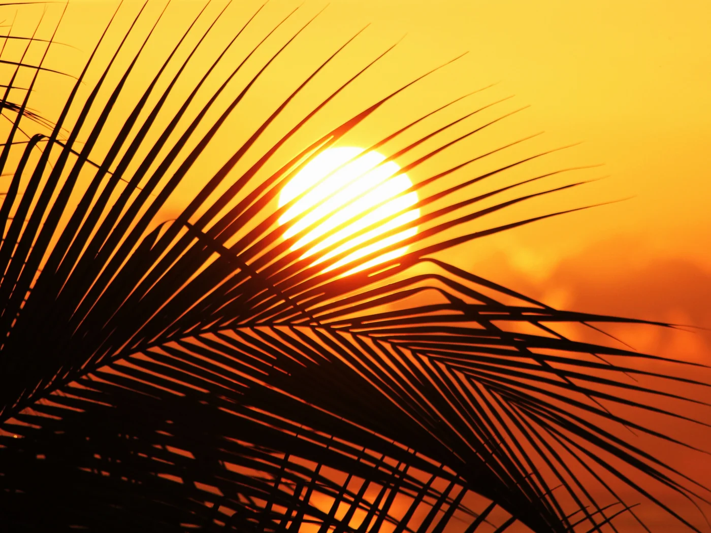 Palm in the sun Palm in the sun