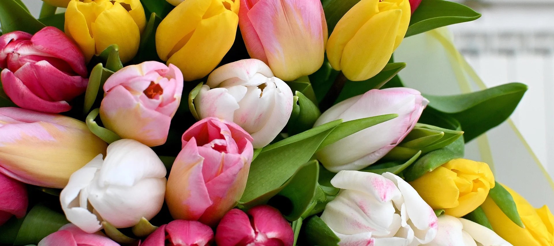 [Translate to Englisch:] Tulpen