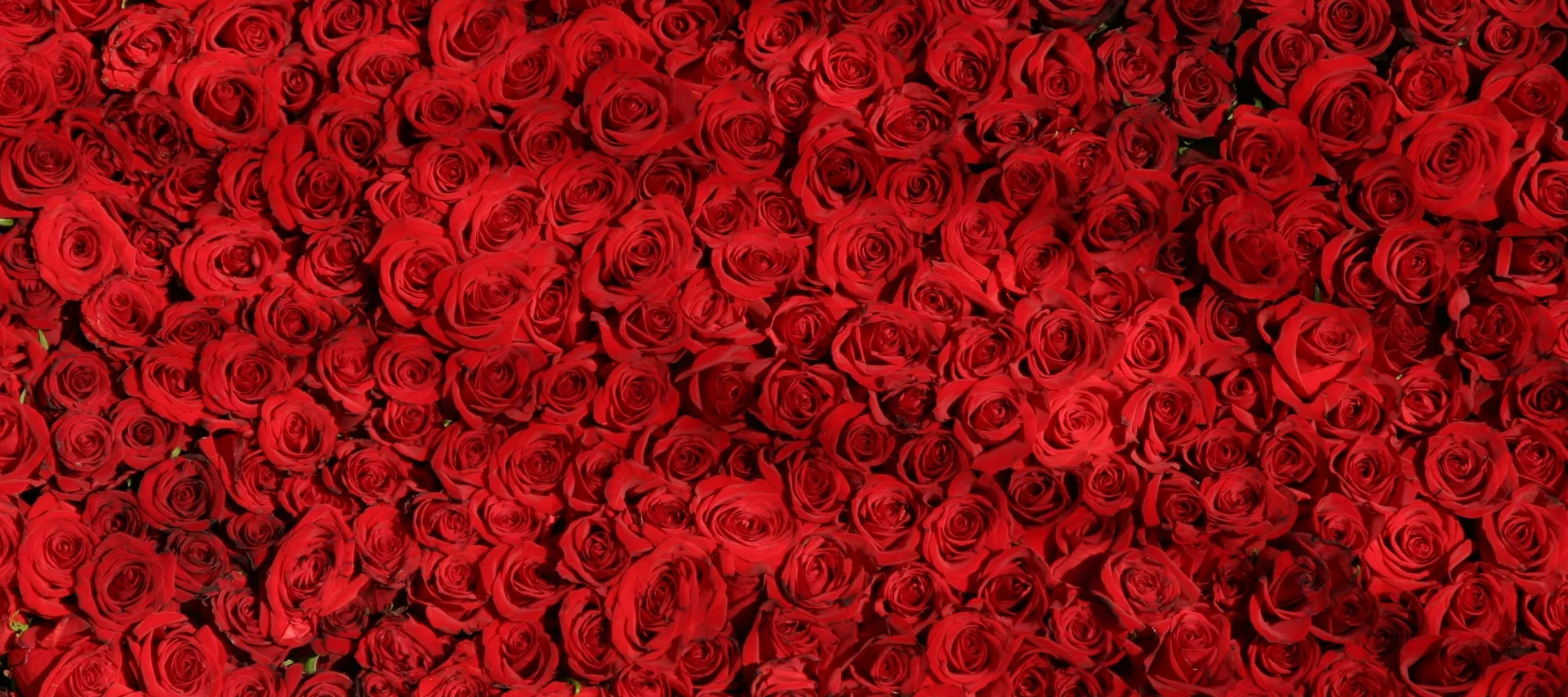 Red roses