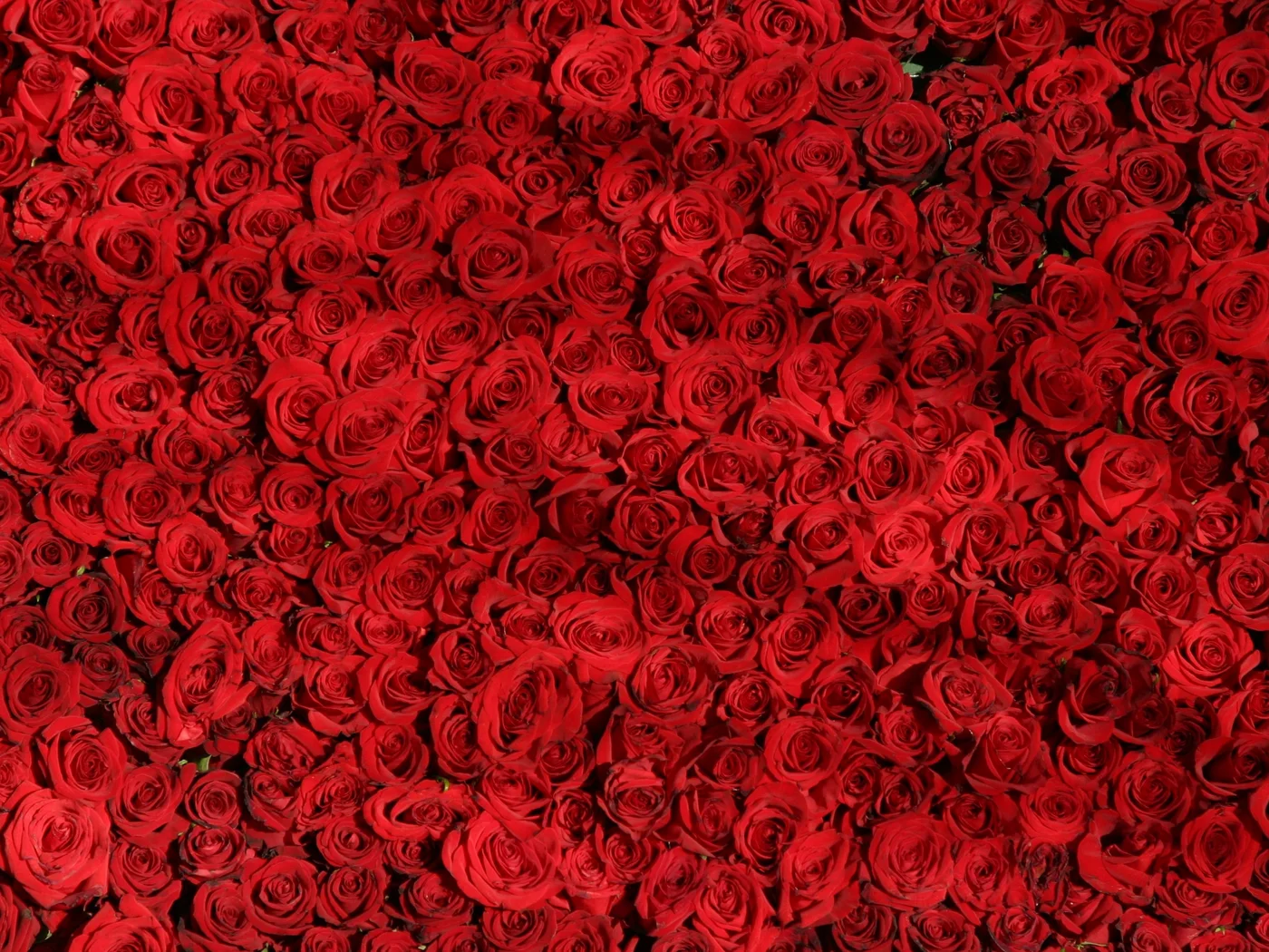 Rote Rosen Rote Rosen