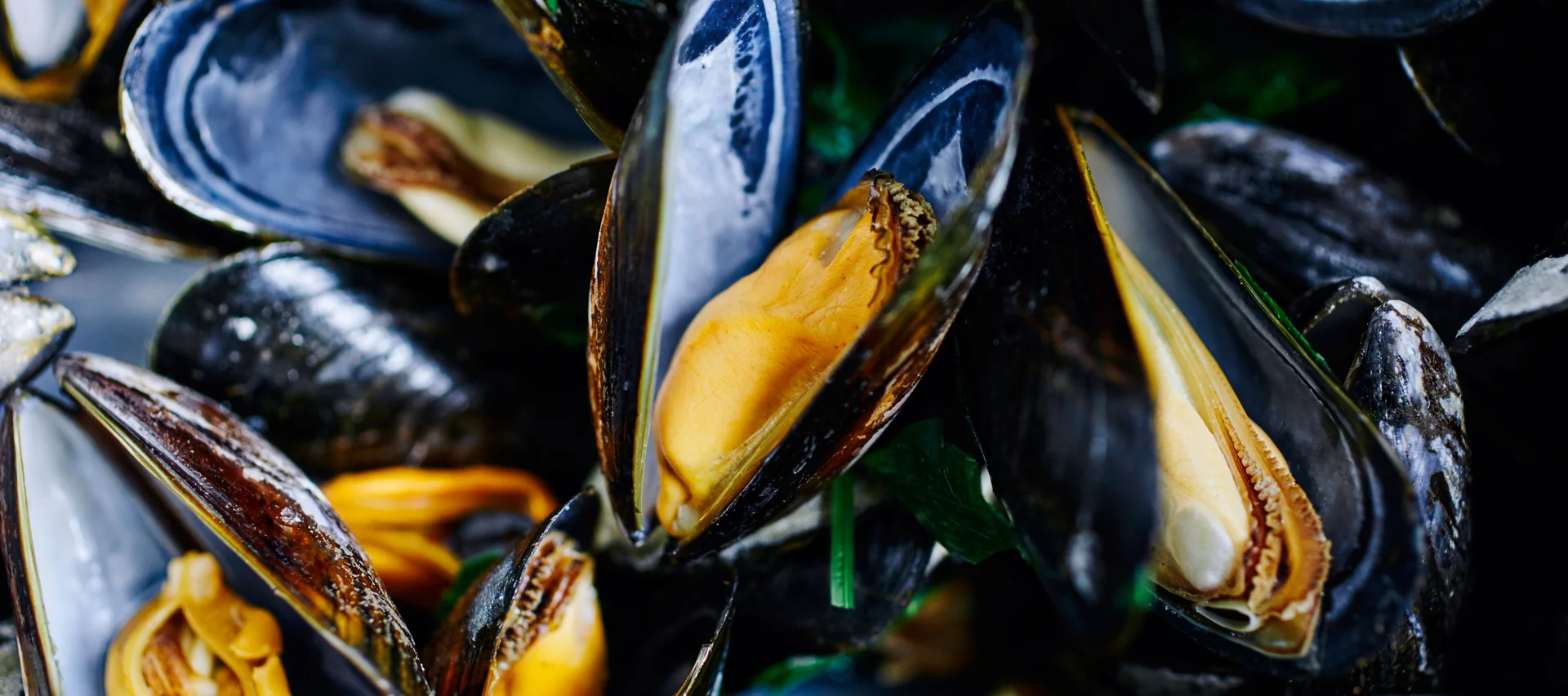 Mussels Mussels