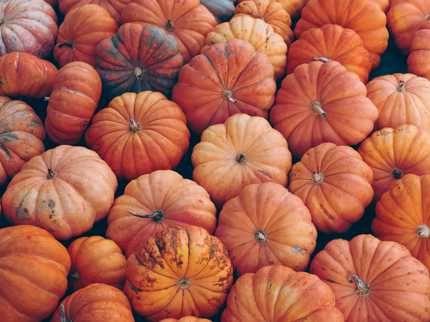 Not to be missed: events in Königsbrunn Pumpkin