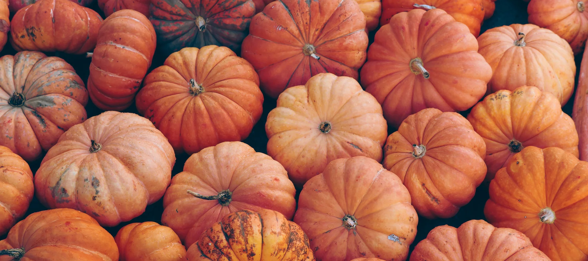 Pumpkin Worlds at Kaltenberg Castle Pumpkin